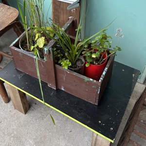 Lote siguiente: Planta mesas 