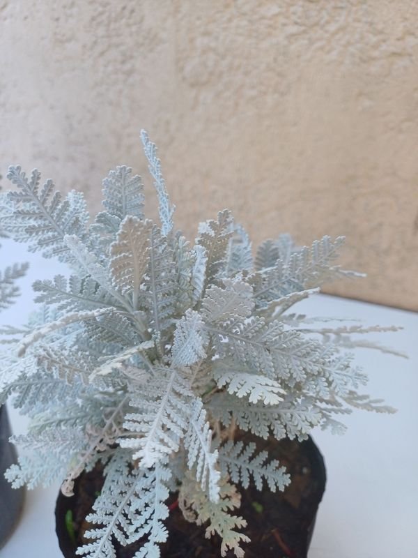 Item 901504 - Image 2