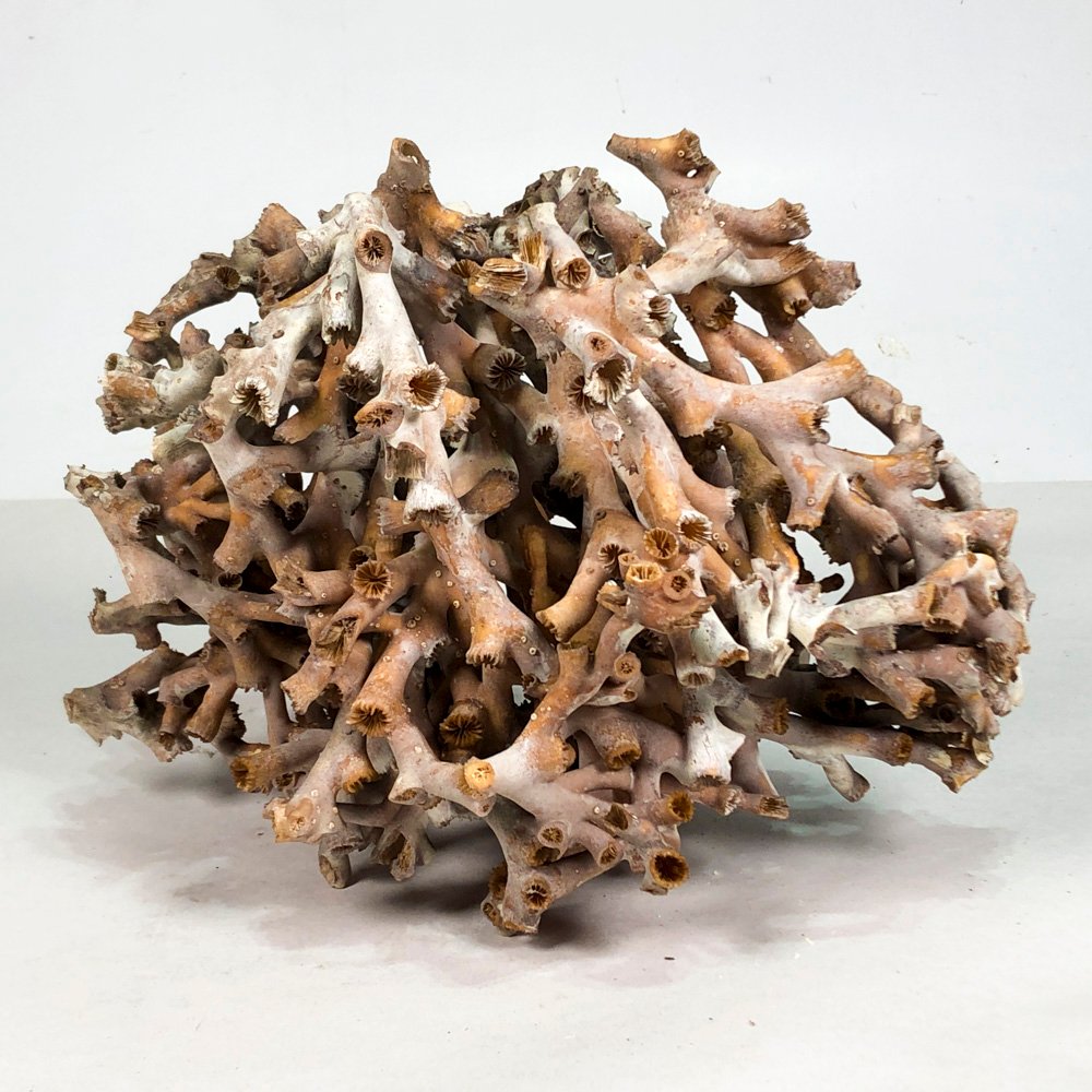 Lote siguiente: Piedra de coral natural y handmade