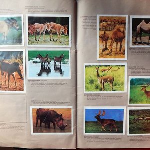 Álbum de Figuritas "Animales de Todo el Mundo" Mosca Hnos. Incompleto con 145 Figuritas - imagen 3
