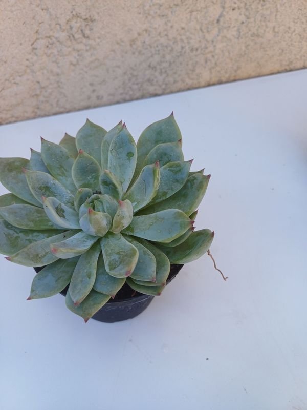 Item 894170 - Image 8