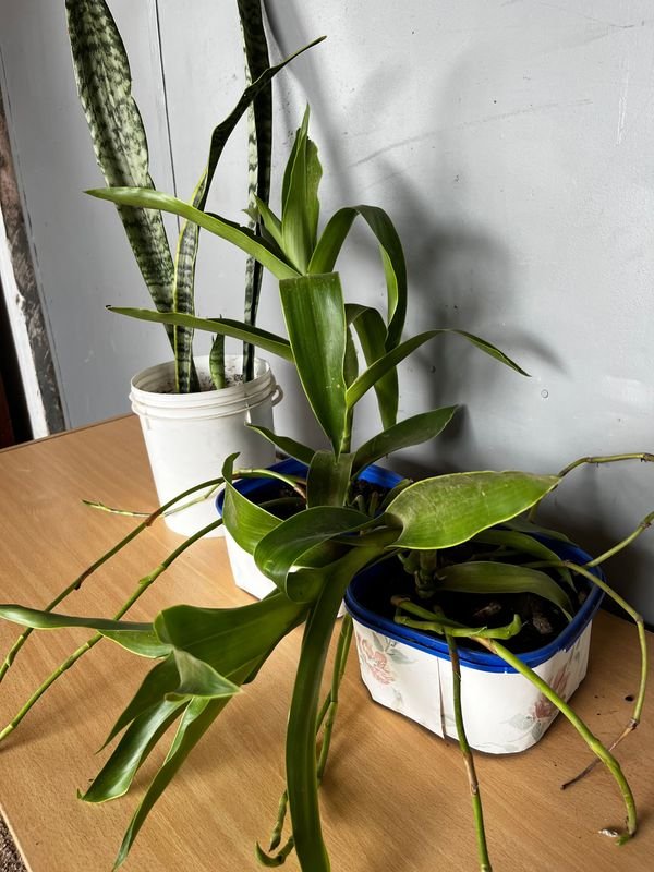 Item 876836 - Image 2