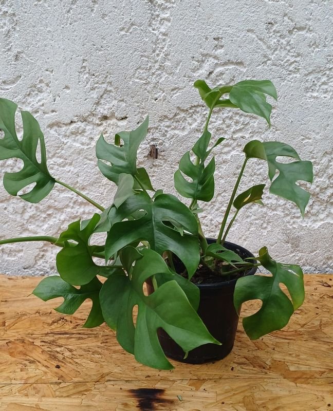 Monstera Plantas con Hojas Brillantes - imagen 4