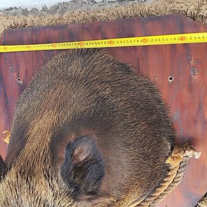 Cabeza de Jabalí Taxidermizada con Colmillos sobre Placa de Madera - imagen 15