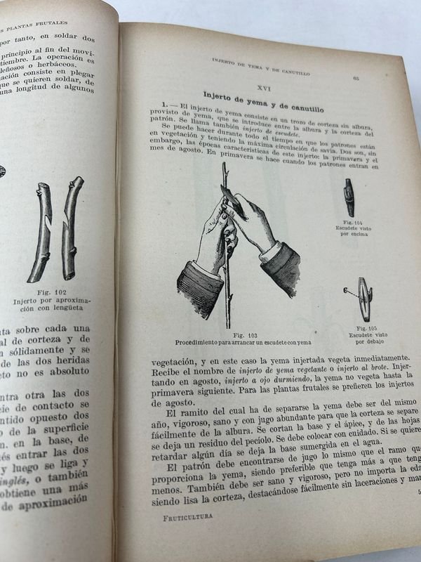 Tratado de Fruticultura de D. Tamaro, 1920 - imagen 5