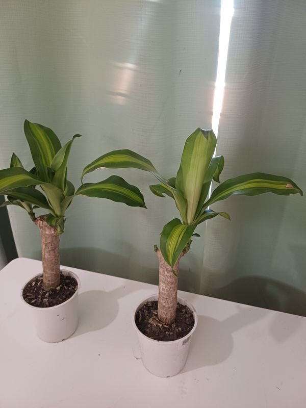 Item 848680 - Image 2