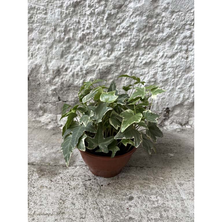 Item 2113587 - Image 0