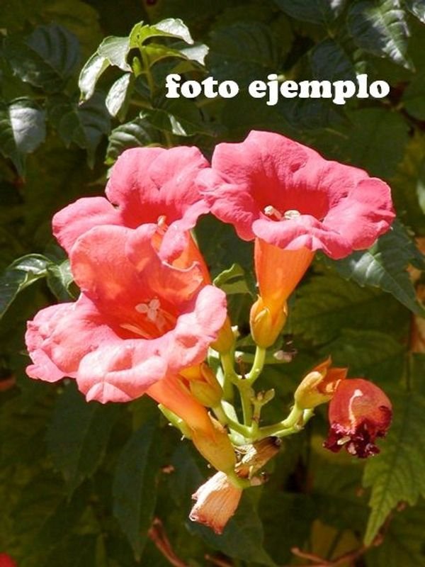 Trompa de Fuego (Campsis Radicans) - Planta exótica en venta - imagen 3