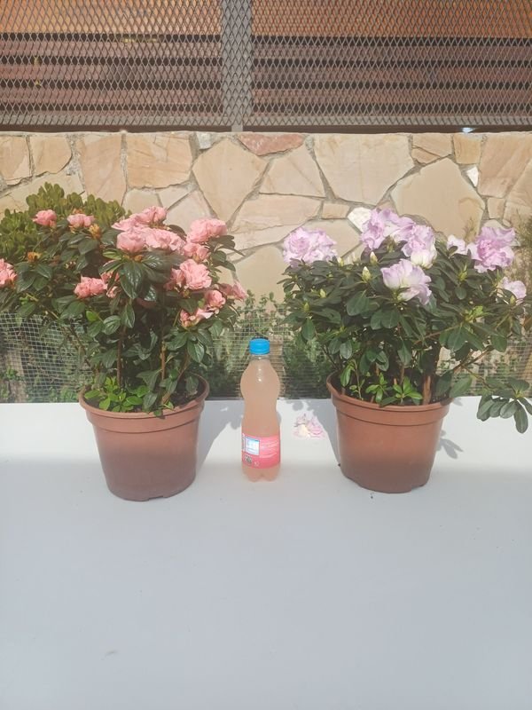 Item 929896 - Image 0