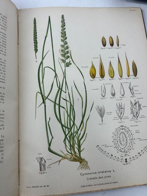 Manual técnico ilustrado de botánica aplicada - imagen 11