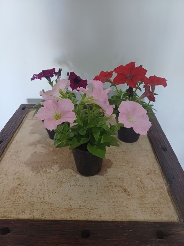 Item 852635 - Image 4