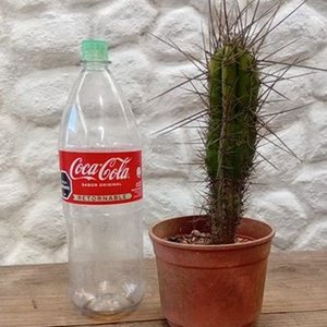 Lote anterior: Cactus Aguja de Coser (Stetsonia coryne) en Maceta