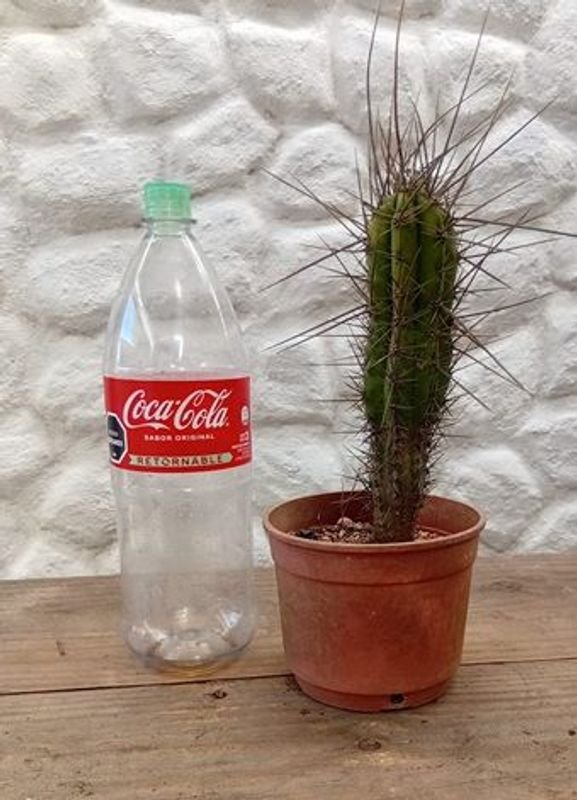 Cactus Aguja de Coser (Stetsonia coryne) en Maceta