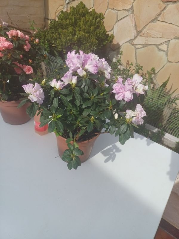 Item 929896 - Image 2