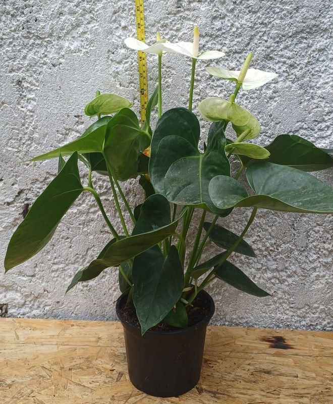 Item 929845 - Image 4