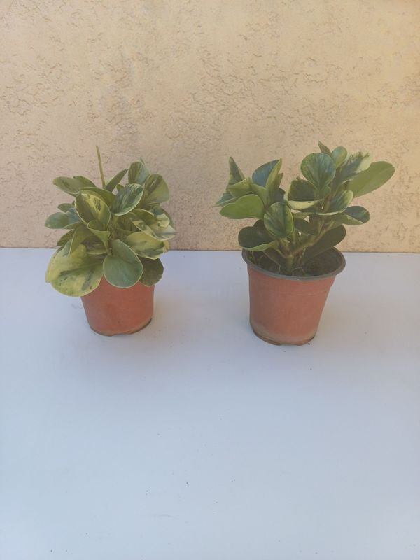Peperomia en macetas - imagen 2