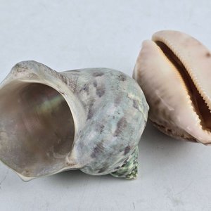 Lote de Piedras Naturales y Caracolas Marinas para Decoración - imagen 4