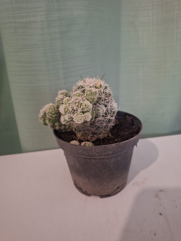 Item 852651 - Image 4