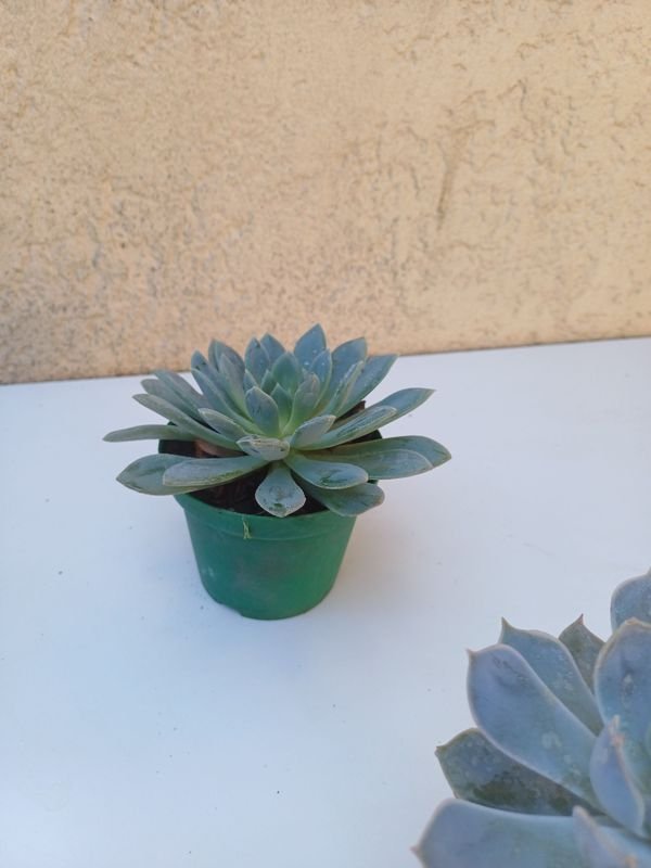 Item 875540 - Image 6