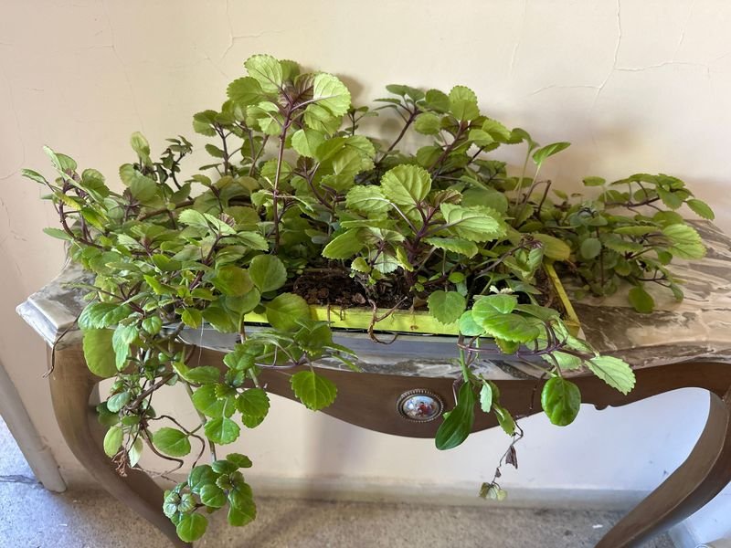 Item 894989 - Image 0