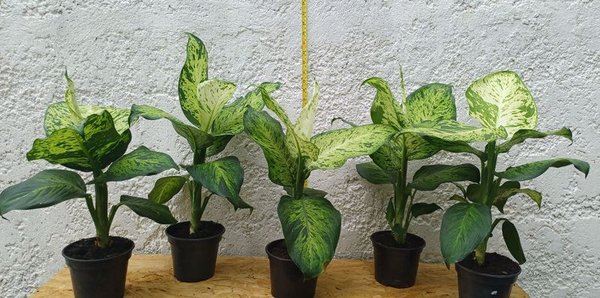 Planta Camila de 50cm en Potes de Plástico Negro - imagen 1