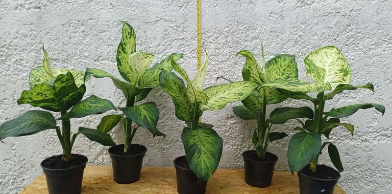 Item 929669 - Image 0