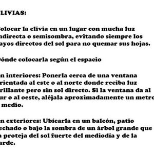 Clivias Naranjas en Floración con Maceta de 2 Litros - imagen 3