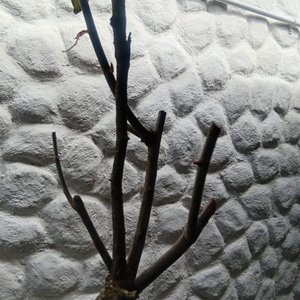 Rosal de Pie con Flor Amarilla y Botones - Maceta 2 Litros - imagen 1