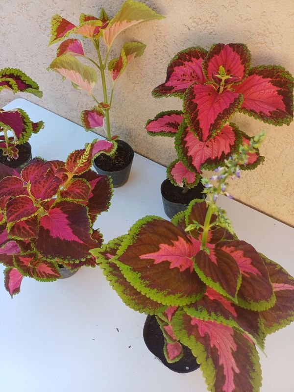 Planta en macetas de diferentes tonos de color - imagen 2