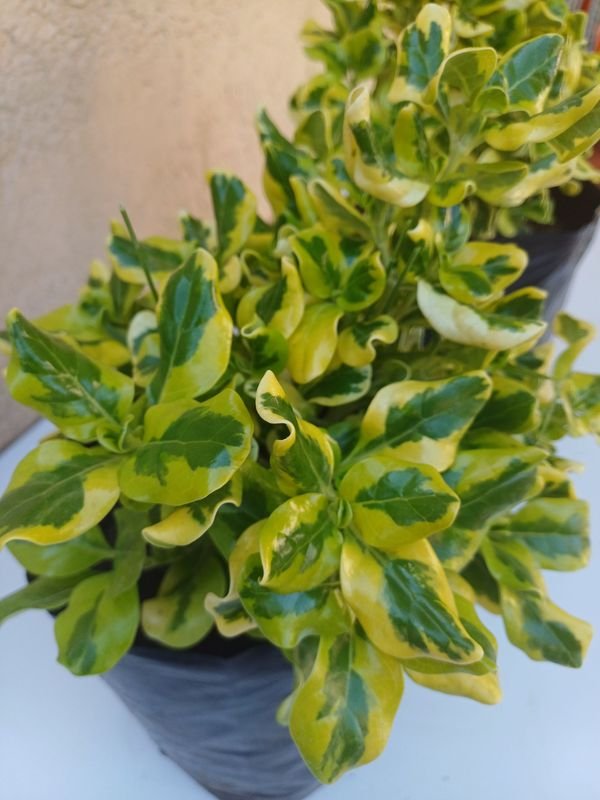 Item 875534 - Image 3