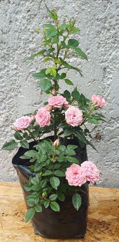 Item 929722 - Image 0