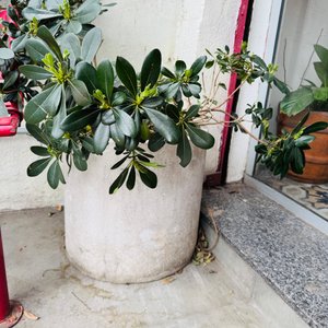 Juego de 4 Macetas de Cemento con Plantas - imagen 3
