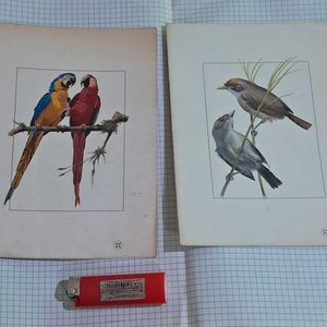 Lote anterior: 2 Menús VARIG Antiguos con Ilustraciones de Pájaros