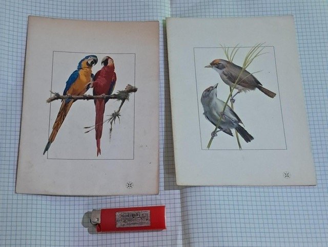 2 Menús VARIG Antiguos con Ilustraciones de Pájaros