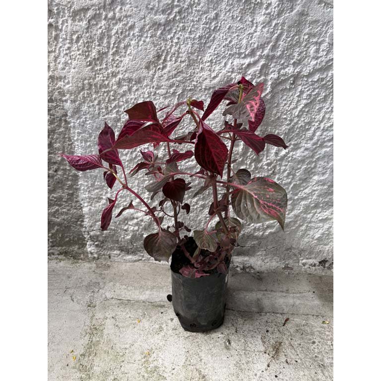 Item 2113554 - Image 0