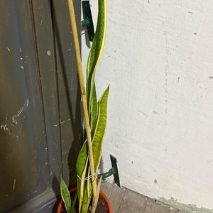 Lote siguiente: Planta Sansevieria en Maceta Naranja