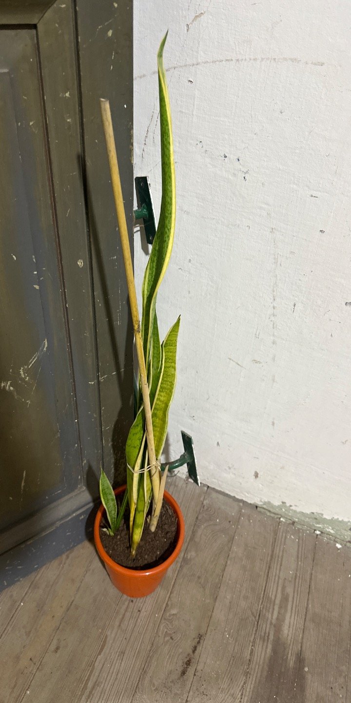 Planta Sansevieria en Maceta Naranja