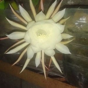 Planta "Ilusión de Novia" con Floración Nocturna en Maceta Negra - imagen 6