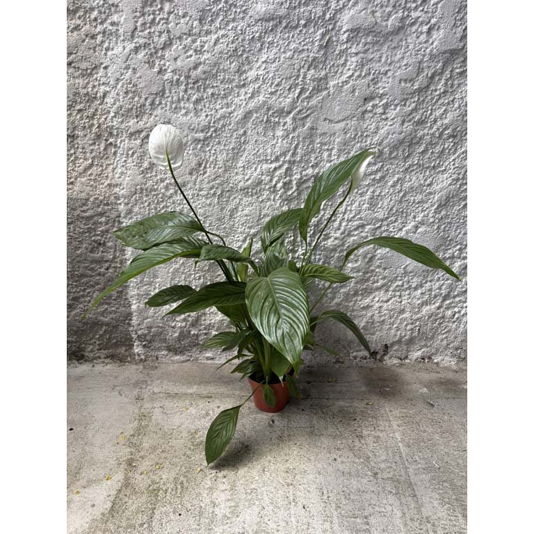 Item 2113573 - Image 0