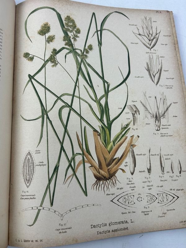 Manual técnico ilustrado de botánica aplicada - imagen 5