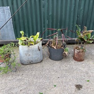 Lote anterior: 4 Plantas en Macetas Variadas