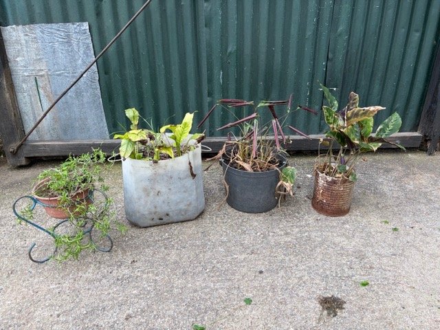 4 Plantas en Macetas Variadas