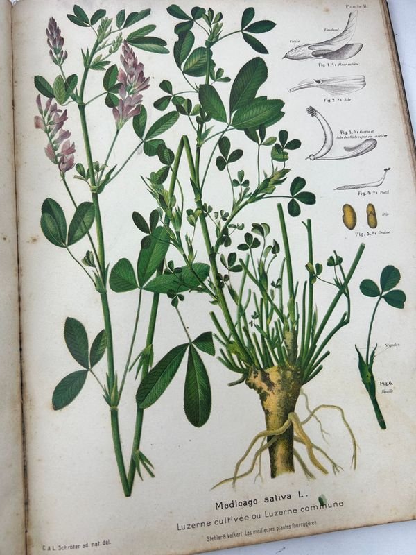 Manual técnico ilustrado de botánica aplicada - imagen 10