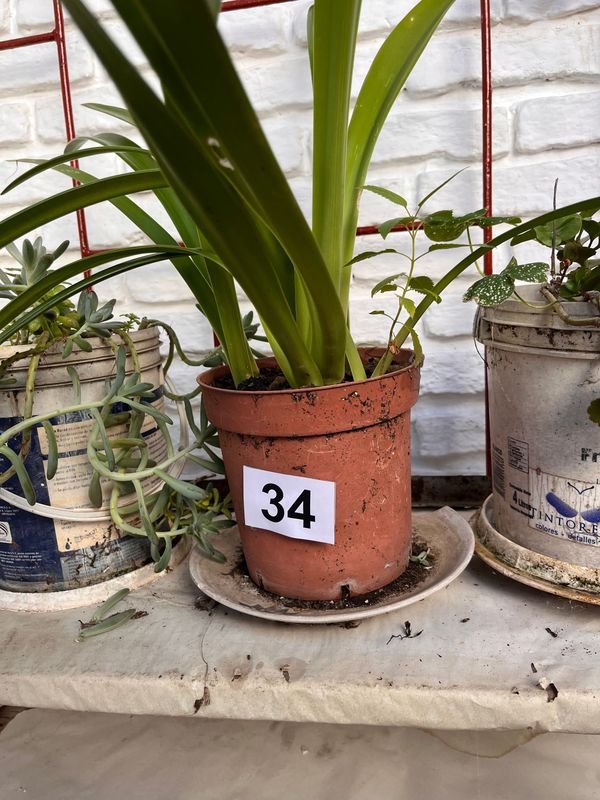 Item 921722 - Image 1