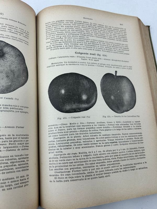 Tratado de Fruticultura de D. Tamaro, 1920 - imagen 7