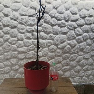 Rosal de Pie con Flor Amarilla y Botones - Maceta 2 Litros - imagen 9