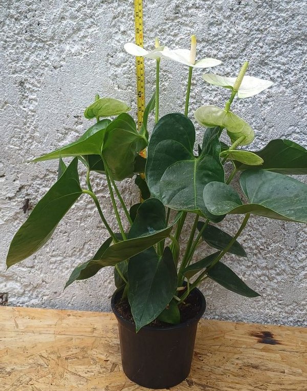 Anthurio de Gran tamaño, 60cm. (rojo, rosa y blanco) - imagen 2