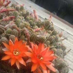 Cactus de Encaje (Mammillaria elongata) en Floración - imagen 1