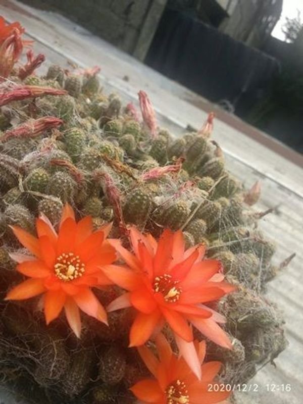 Cactus de Encaje (Mammillaria elongata) en Floración