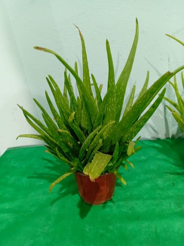 Item 852639 - Image 0